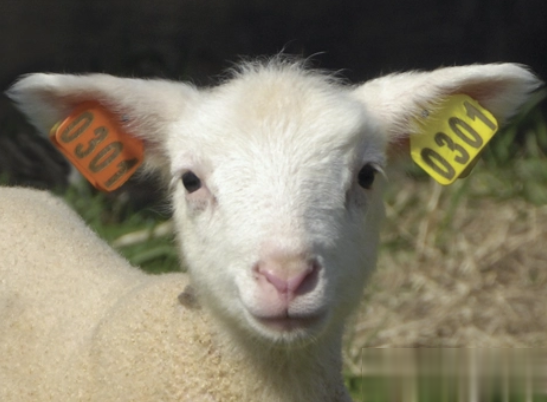 激光打標(biāo)機(jī)在動(dòng)物耳牌使用中有那些優(yōu)勢(shì)呢  第1張